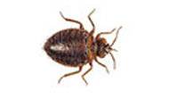 Bed Bug