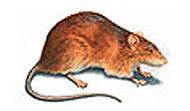Norway Brown Rat