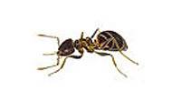 Black Ant