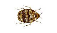 Carpet Beetle