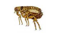 Cat Flea