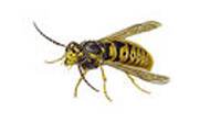 Common Wasp