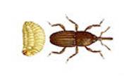 Grain Weevil