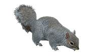 Grey Squirrel