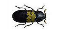 Larder Beetle