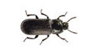 Mealworm Beetle