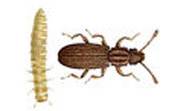 Saw Toothed Grain Beetle