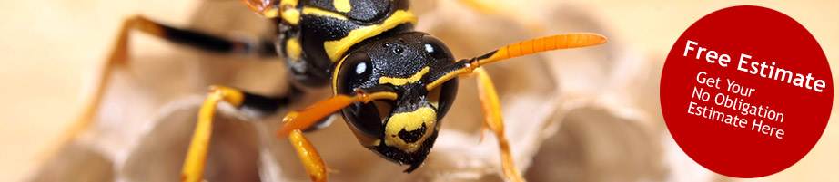 get rid of wasps