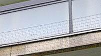 pigeon control in broxbourne broxbourne pigeon control services