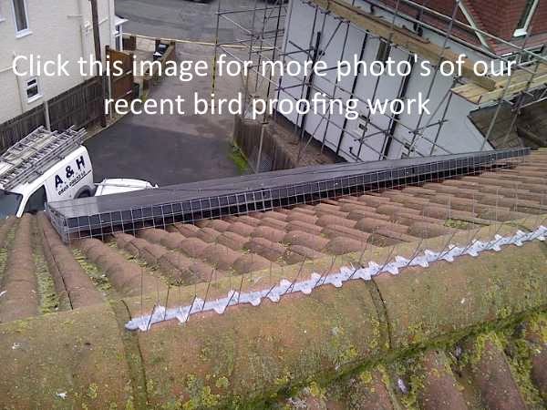 Pigeon Control Kentish Town