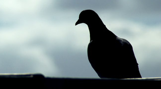 Pigeon prevention and waste removal