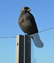 jackdaws solar panels