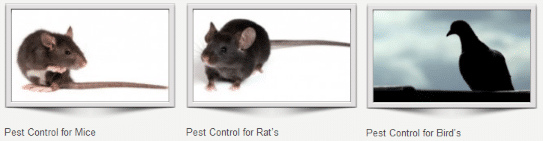 Pest Control Welling