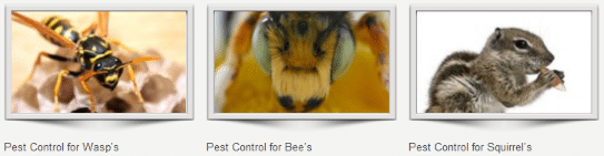 Pest control companies Clapham