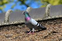 Pigeon Control in Custom House