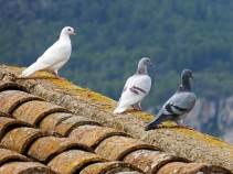 solar panels birds removal